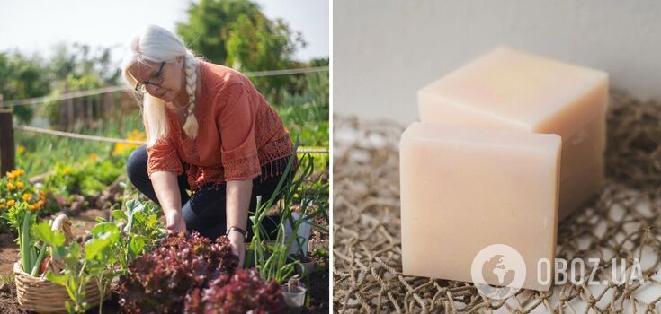 What to put in the vegetable garden to protect from pests: the proven way