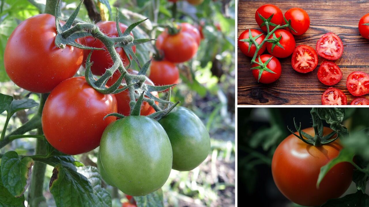When it's time to pluck tomatoes: easy to tell by the peel