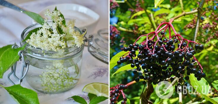 When best to pick elderflower: what to do with it