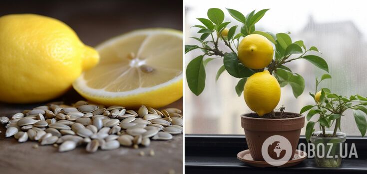 How to grow a lemon at home from a seed: what you need to know