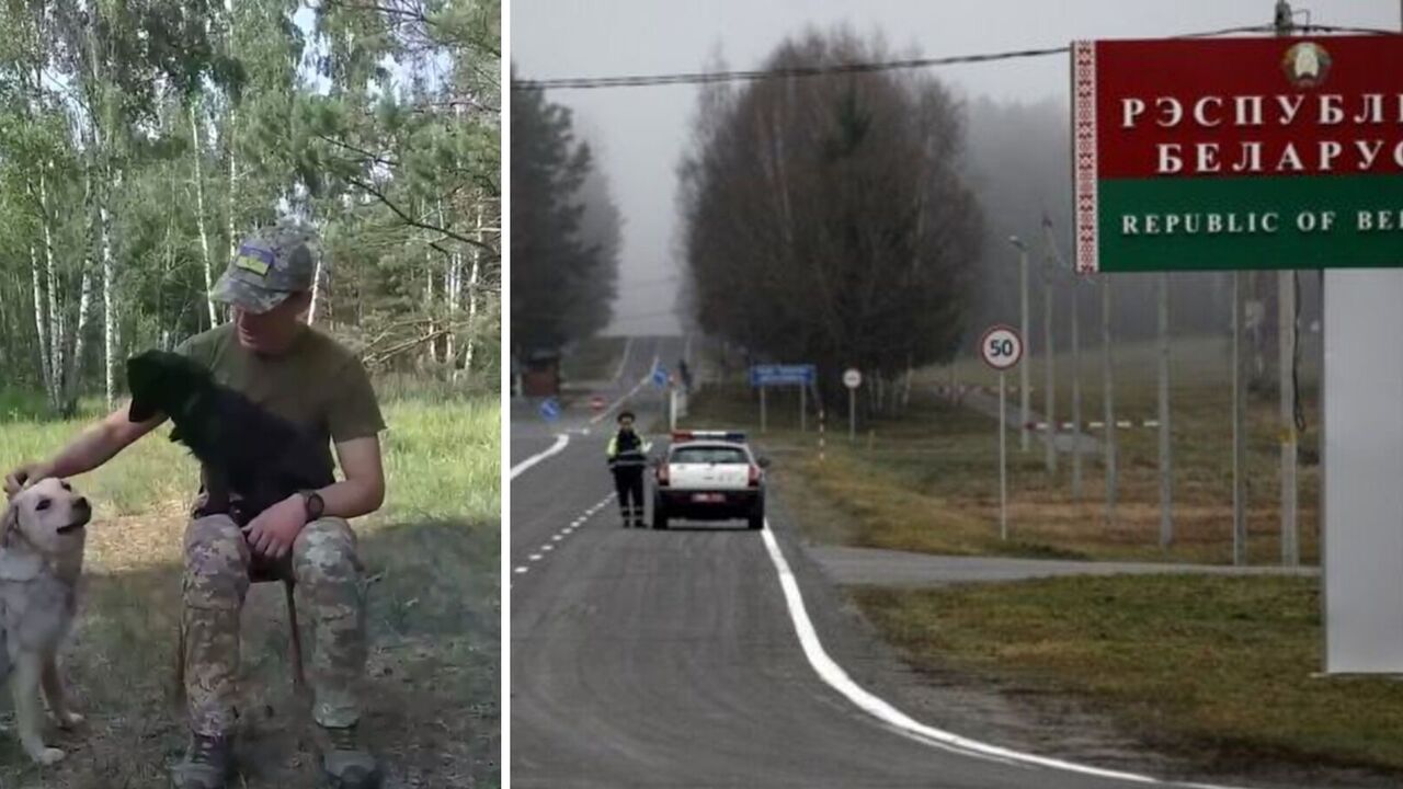 Moved to the side of good: dogs from Belarus stood up to defend the border of Ukraine. Video