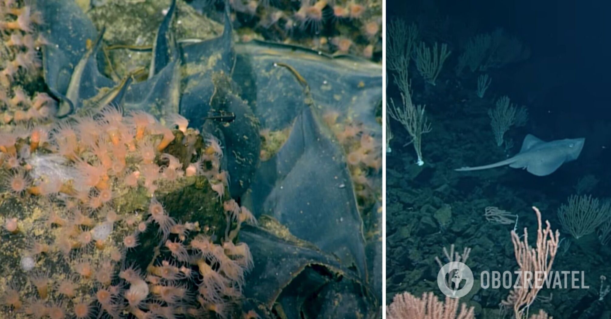 An active ancient volcano covered in a million giant eggs discovered on the ocean floor