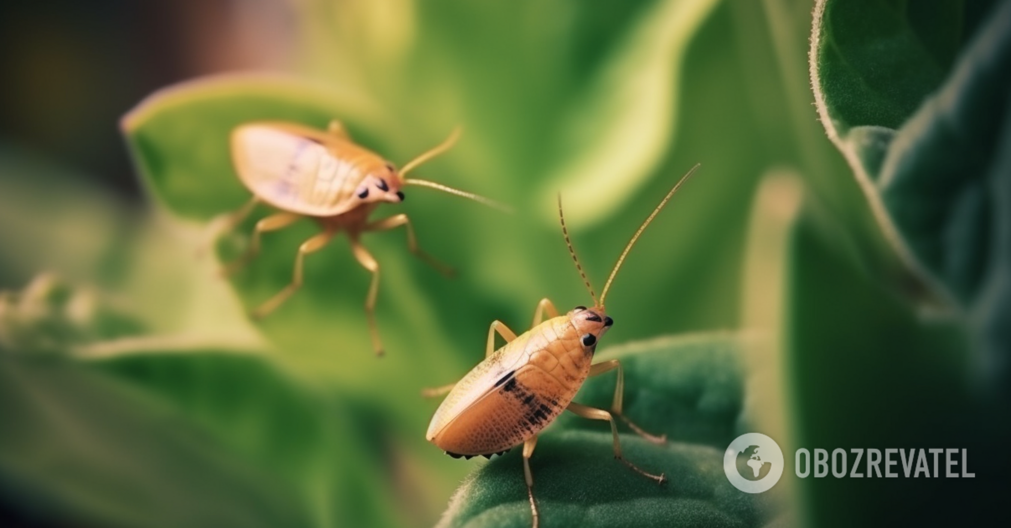 How to get rid of beetles on any plants: a viral lifehack