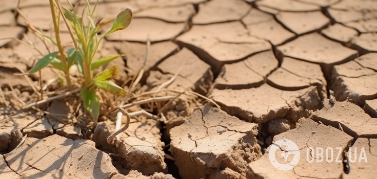 How to deal with drought in the garden: summer tips
