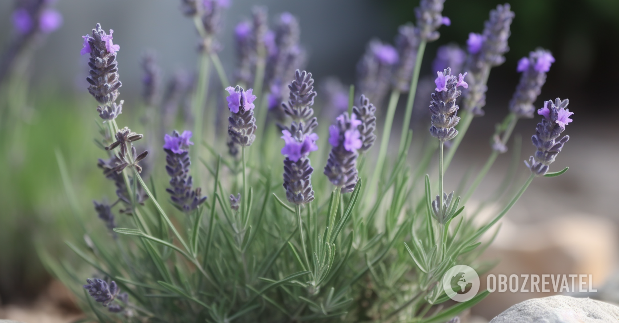 What plants should not be planted next to lavender: the bushes will become weak
