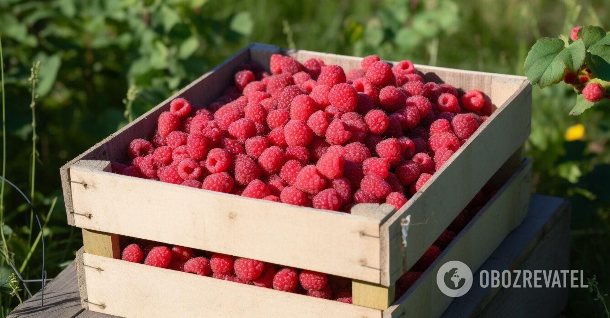 What to do with raspberry bushes after harvest: berries will be twice as much