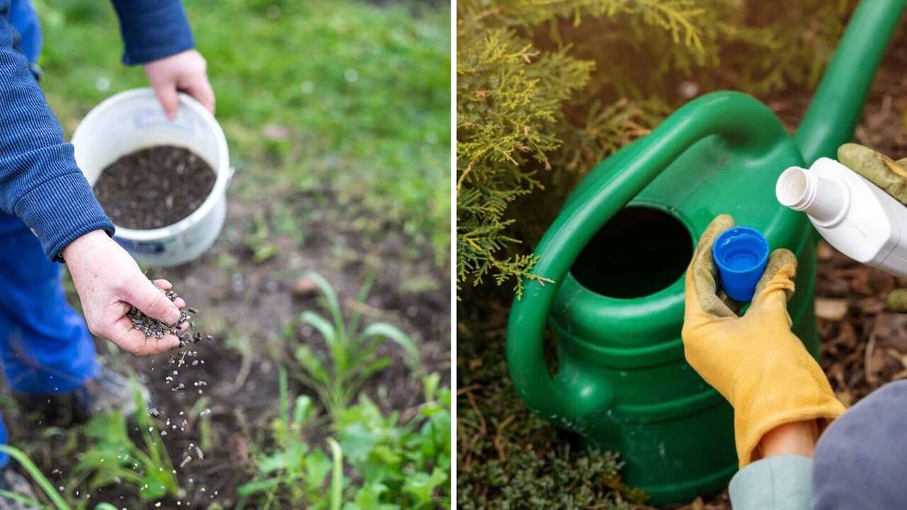 Never fertilize your vegetable garden with it: popular products that are actually harmful