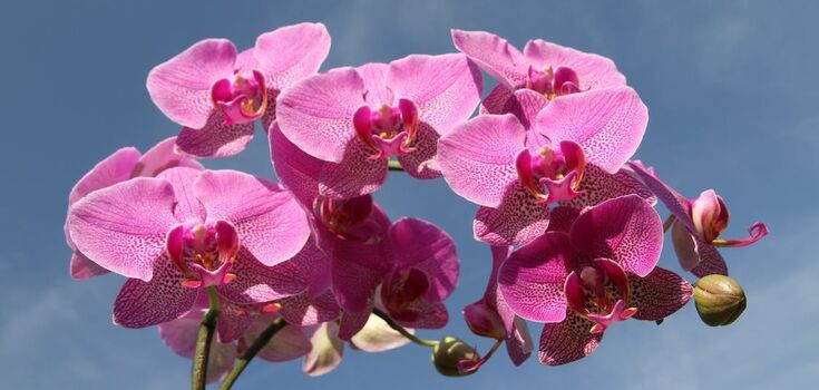 Jak uratować całkowicie suchą orchideę: instrukcje krok po kroku