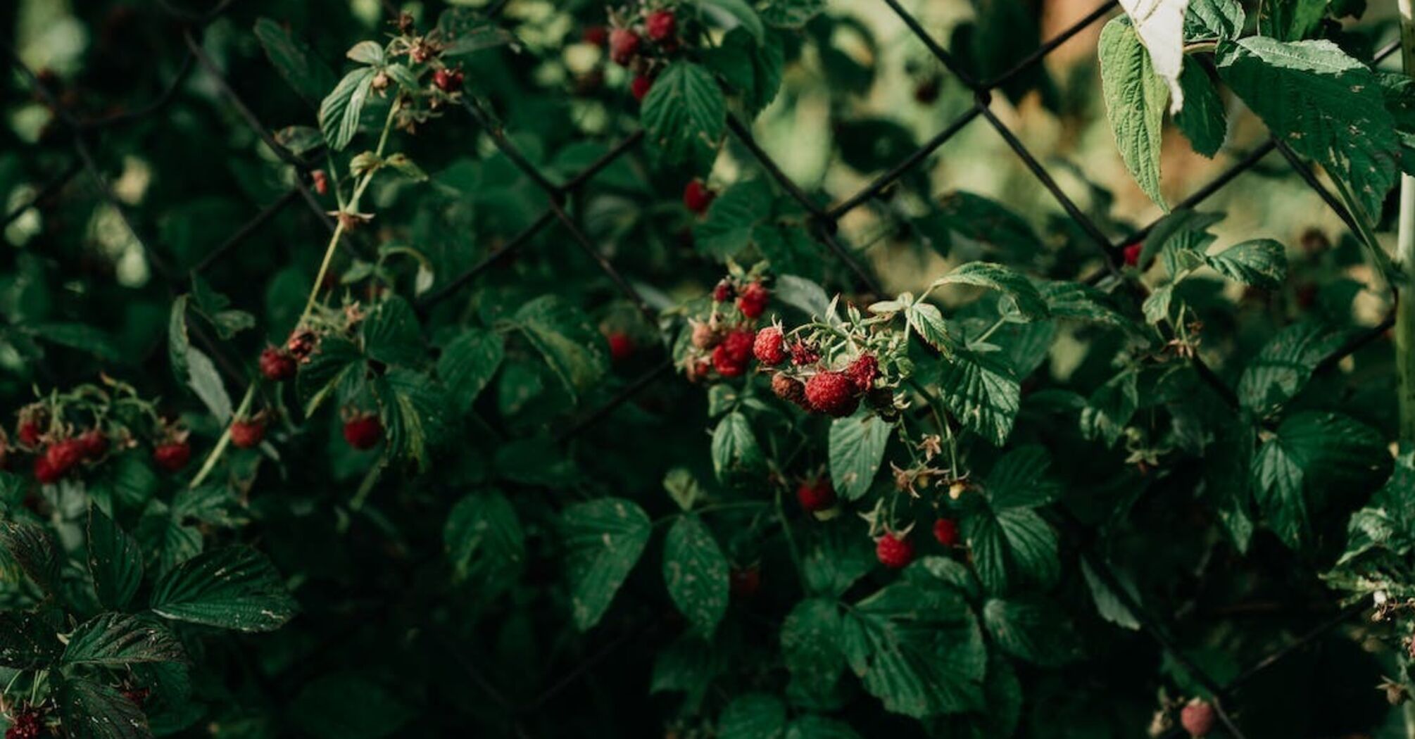 How to get rid of worms in raspberries: how to treat bushes