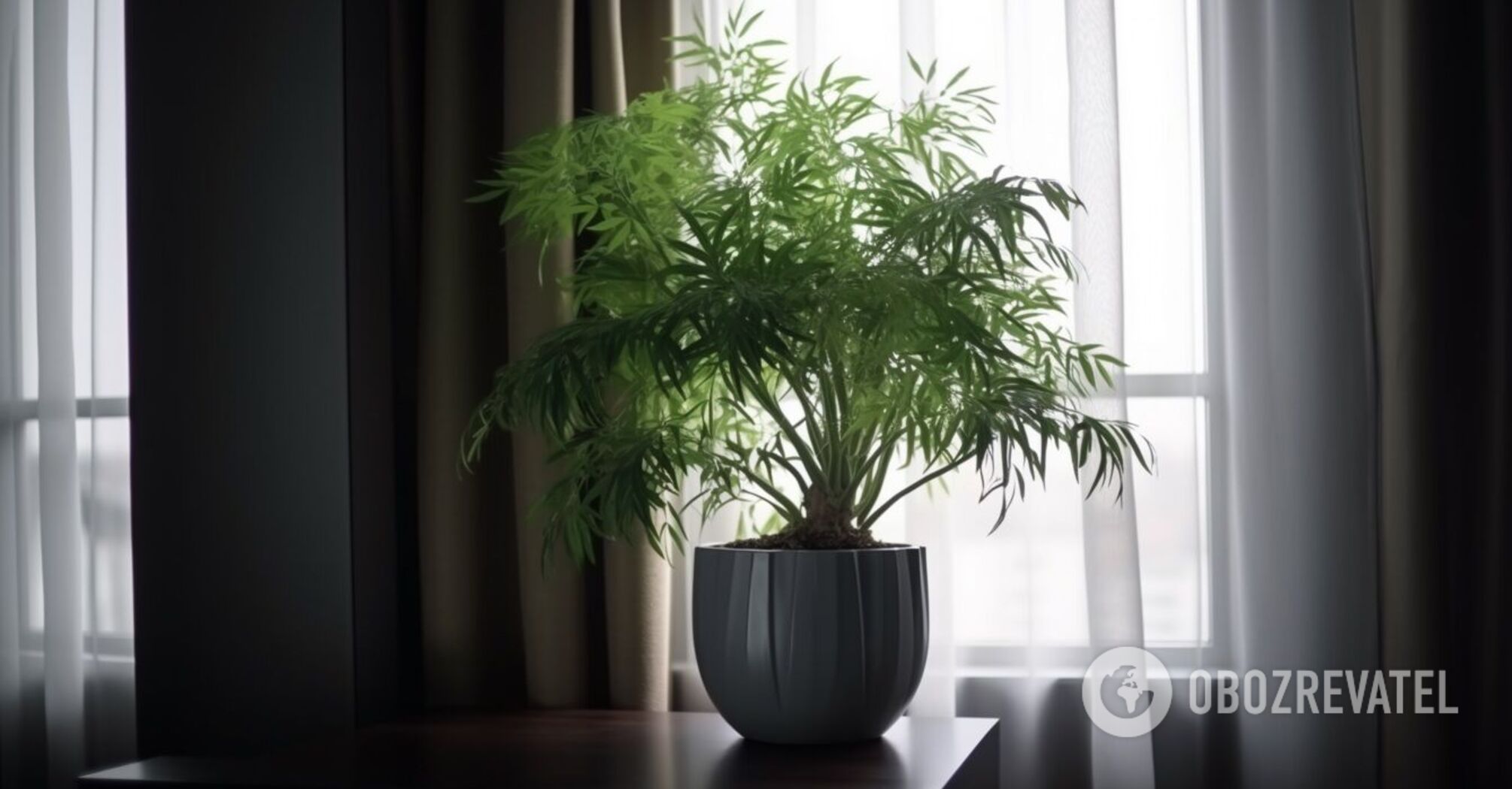Home will be like an oasis: which indoor flowers absorb heat and make the room fresh