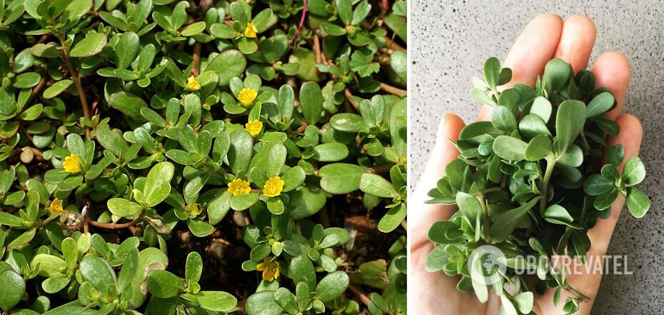 How to Get Rid of Purslane in Vegetable Garden