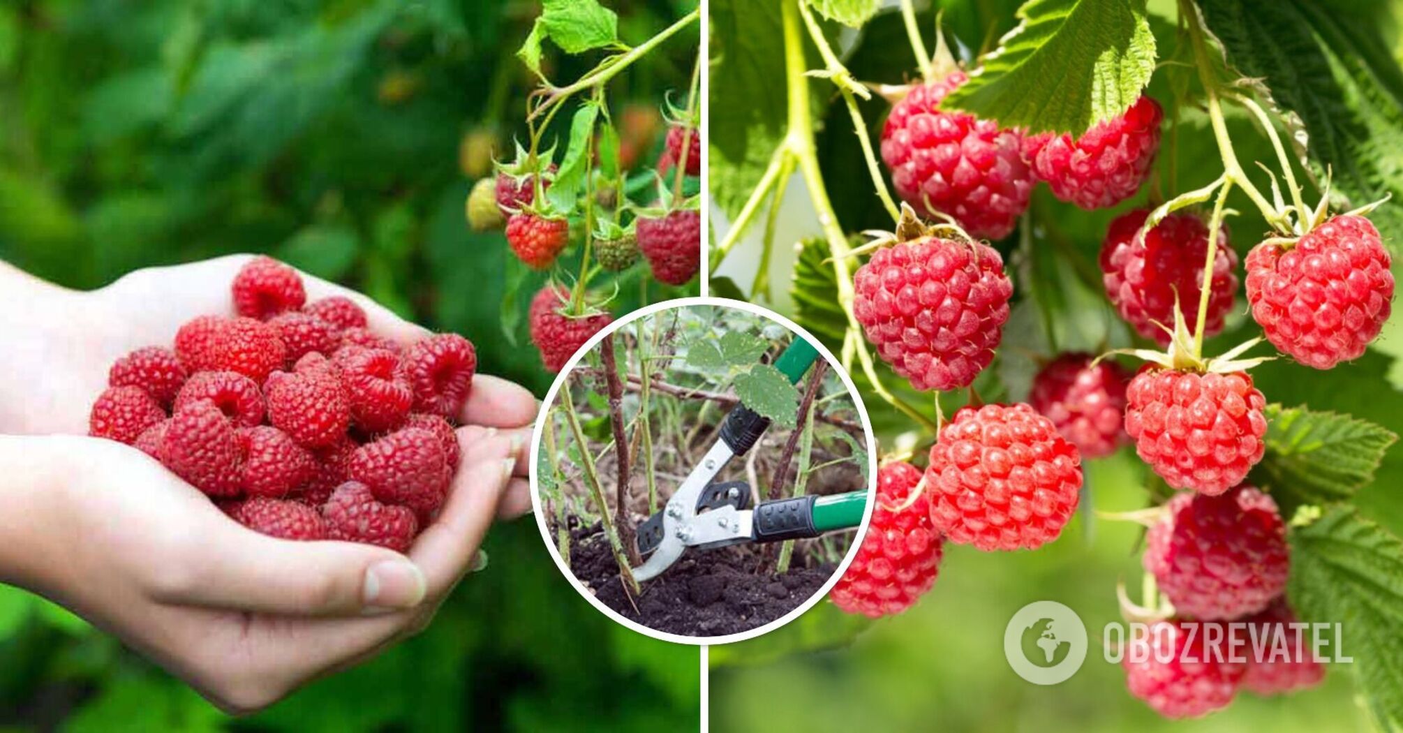 What you need to do in August to make raspberries big: lifehack