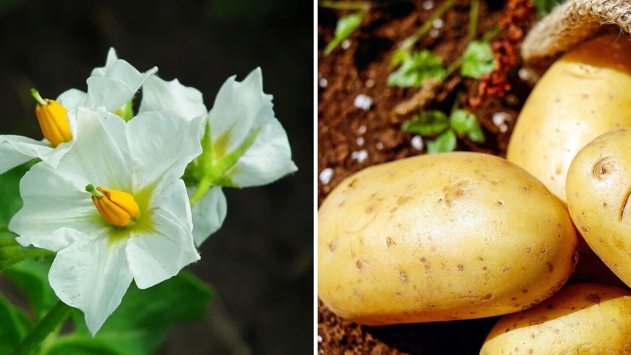 Why smart gardeners mow potato haulm and when to do it