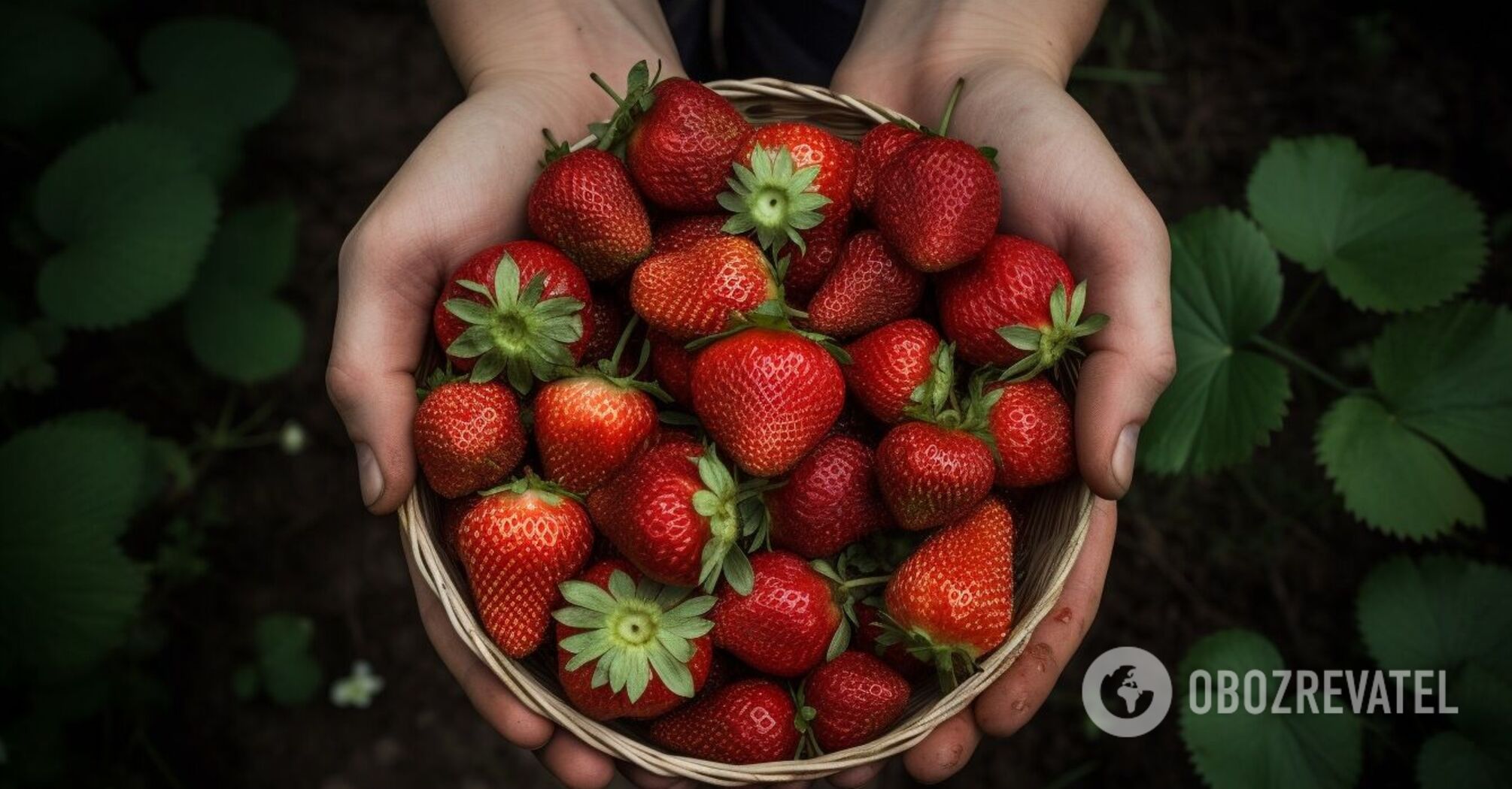 How to store strawberries so that they stay fresh for weeks and do not spoil