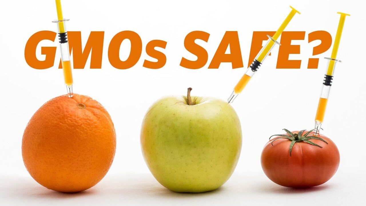 How dangerous are GMO products