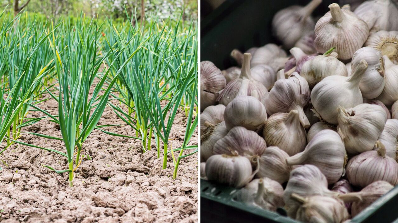 Don't forget to fertilize: what to add to garlic to increase yields