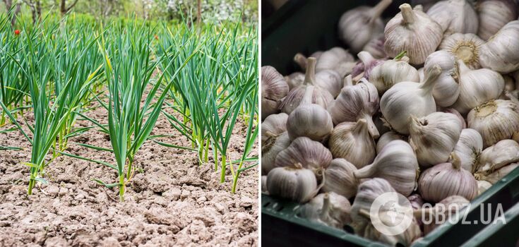Don't forget to fertilize: what to add to garlic to increase yields
