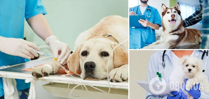 Which dogs suffer from pain the most: a list of sensitive breeds