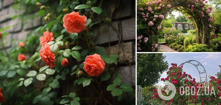 How to tame the pleached rose: ways to make a flowering wall and archway