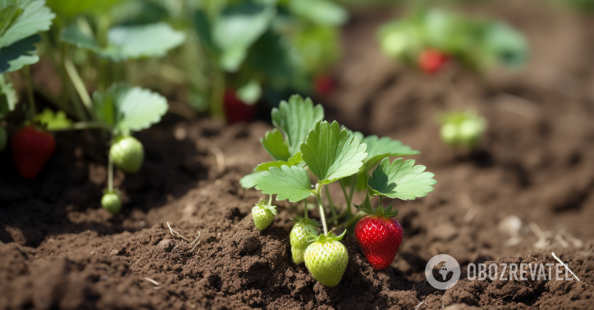 How to transplant strawberries in the fall to have bigger harvest