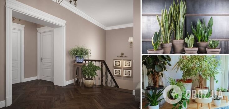 What room flowers to put in the hallway: can easily do without light