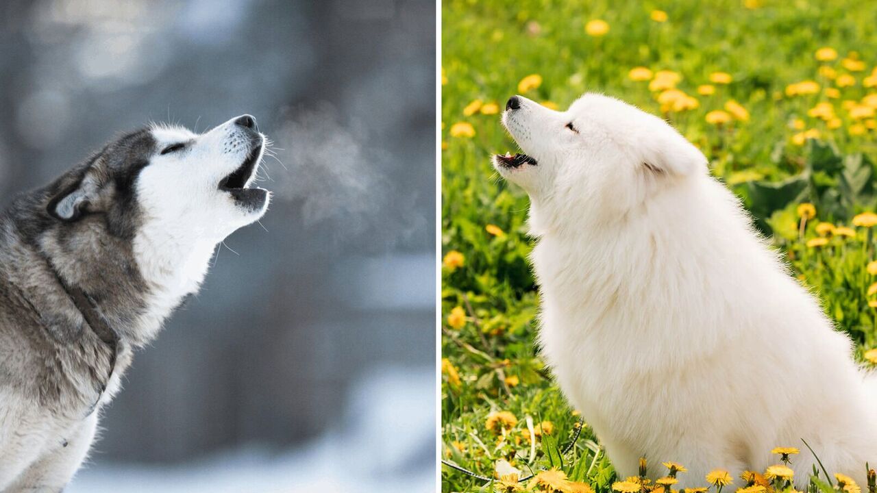 What breeds of dogs howl most often: what is it related to