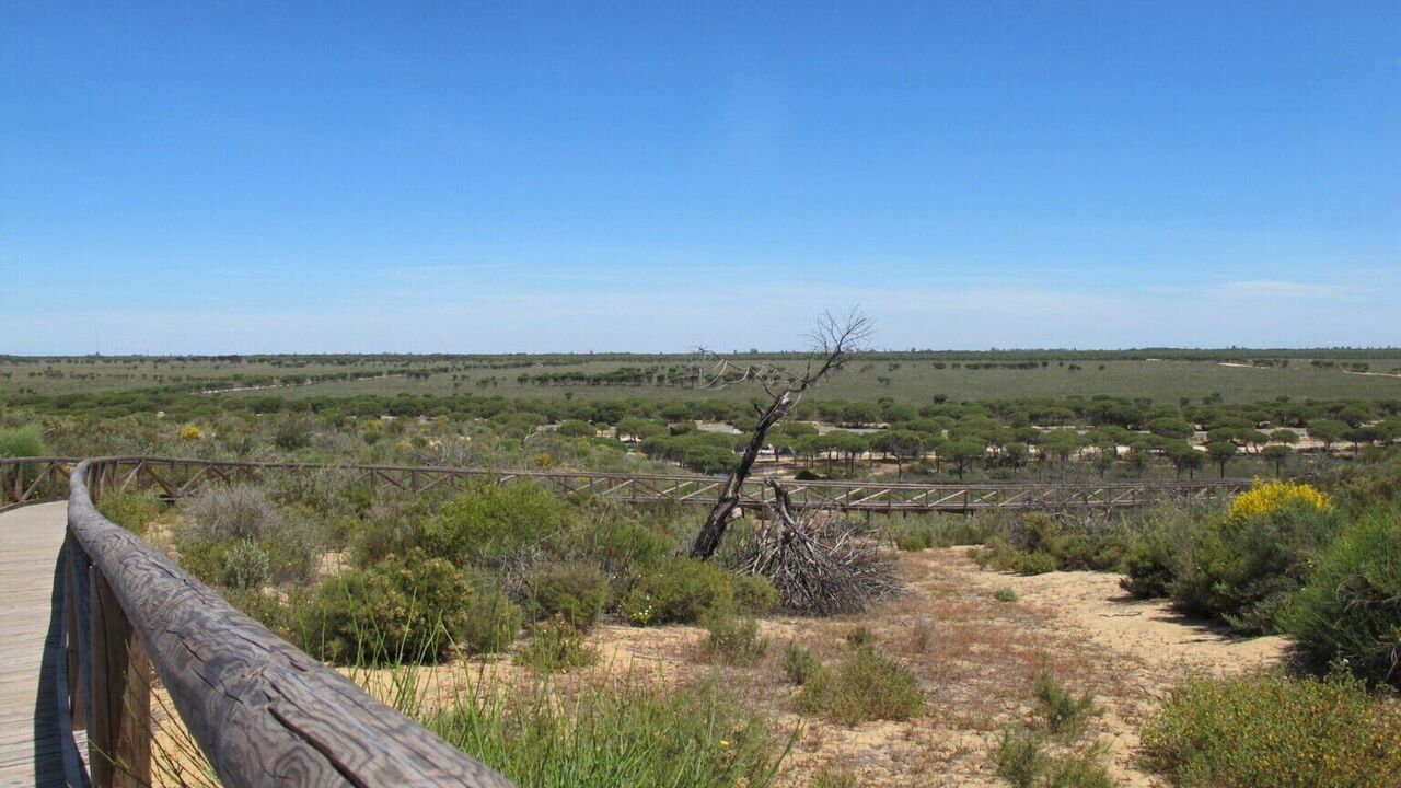 On the brink of disaster: the Doñana World Heritage Site in Spain is almost destroyed