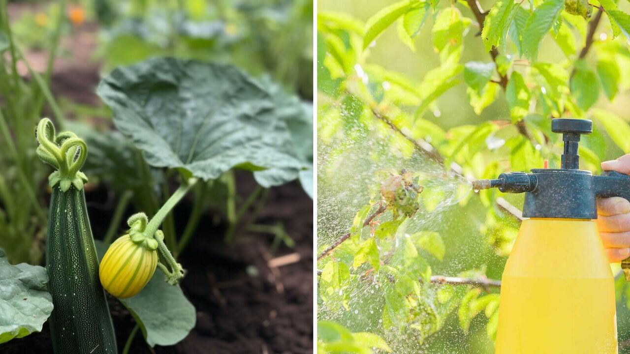What to do with the white stains on zucchini leaves: how to save the bushes