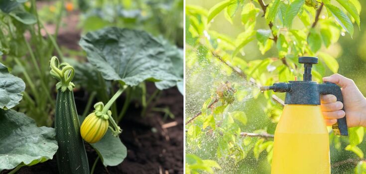 What to do with the white stains on zucchini leaves: how to save the bushes