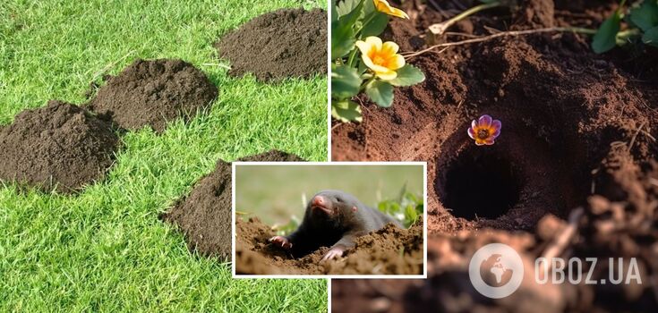 How to banish moles from the garden: long-term methods