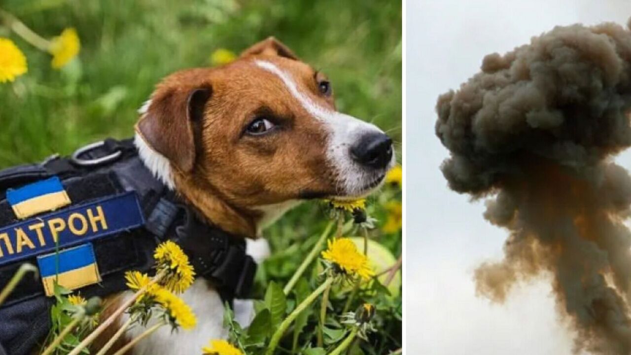 Dog Patron came under rocket attack in Kharkiv region: all the details