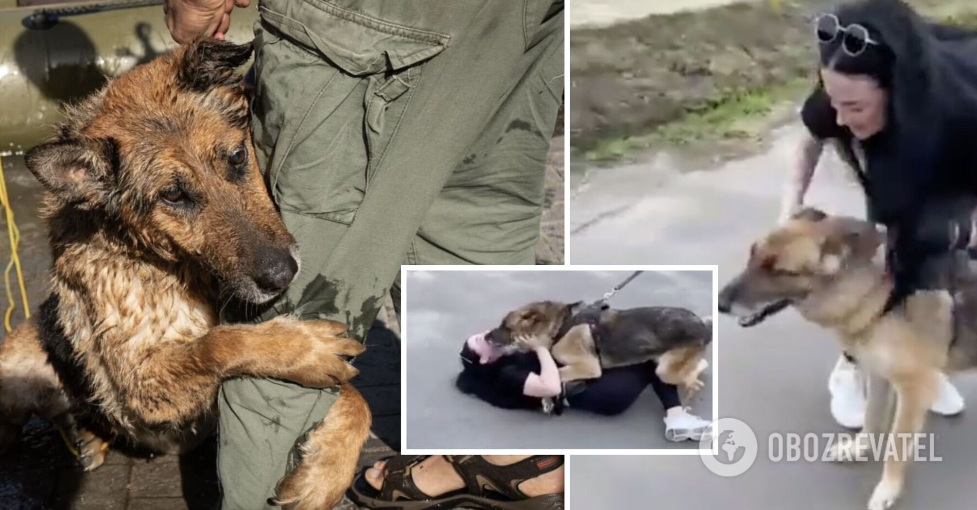 Niewidziany od prawie miesiąca: wzruszające spotkanie zaginionego psa i właścicieli po wybuchu bomby w Kachowskiej Elektrowni Wodnej. Wideo