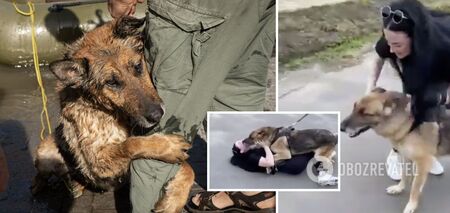Niewidziany od prawie miesiąca: wzruszające spotkanie zaginionego psa i właścicieli po wybuchu bomby w Kachowskiej Elektrowni Wodnej. Wideo