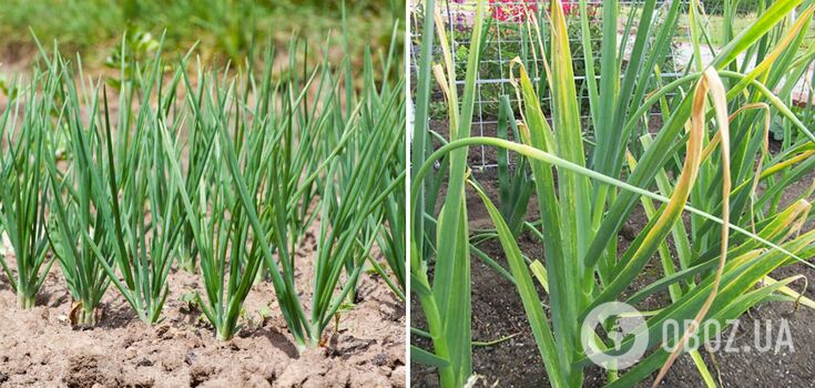 What to do to prevent onions from turning yellow: how to save the crop