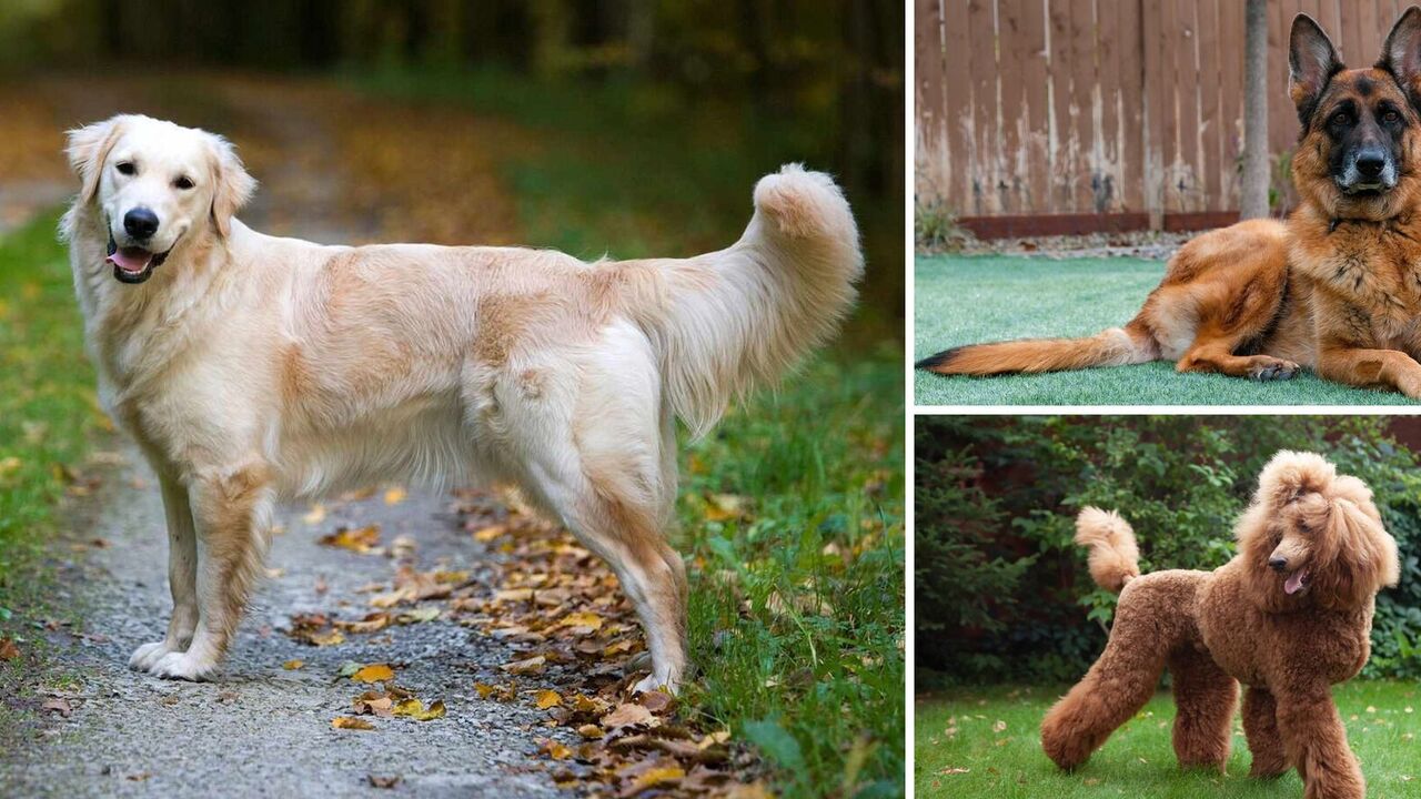 What are the best guide dogs for the blind: breeds and photos