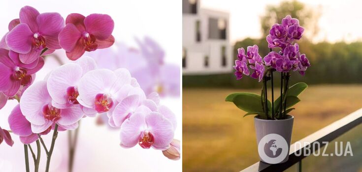 How to determine the age of an orchid at home and in the store: an easy way