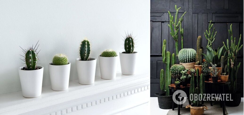 Effective tips on how to save a dry and rotting cactus