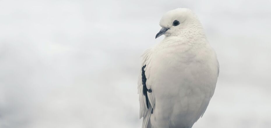 Голубь как посланник судьбы