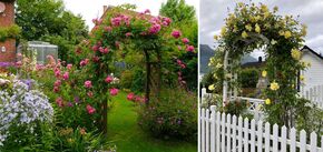 What plants to choose for the garden arch