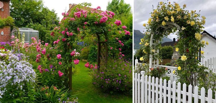 What plants to choose for the garden arch