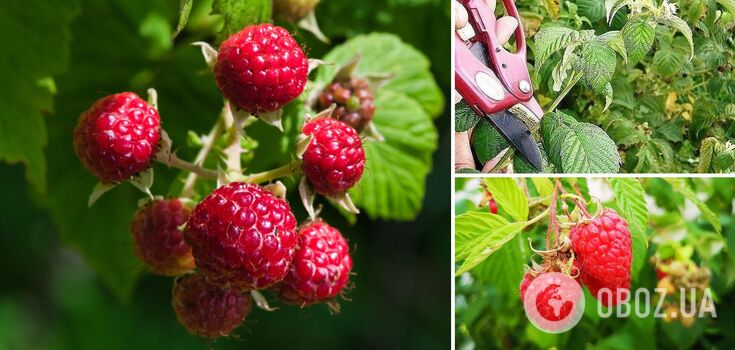 When to prune raspberries: to fruit before frosts