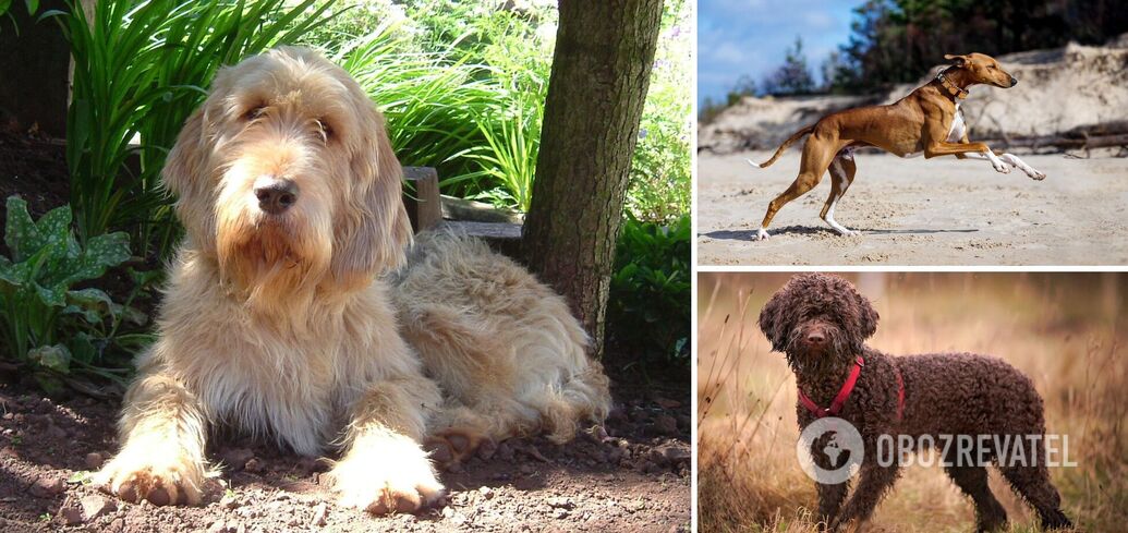 Could go extinct: which dog breeds are the rarest