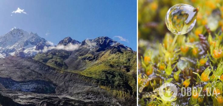 Unique 390 million year old plant may go completely extinct due to global warming