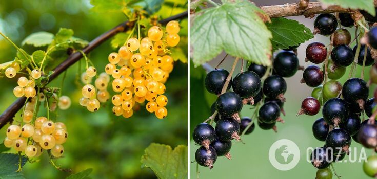 How to treat currants after fruiting: protect from pests and improve yields