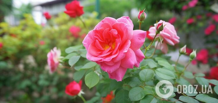 Blooming in fall: what to do with roses in September