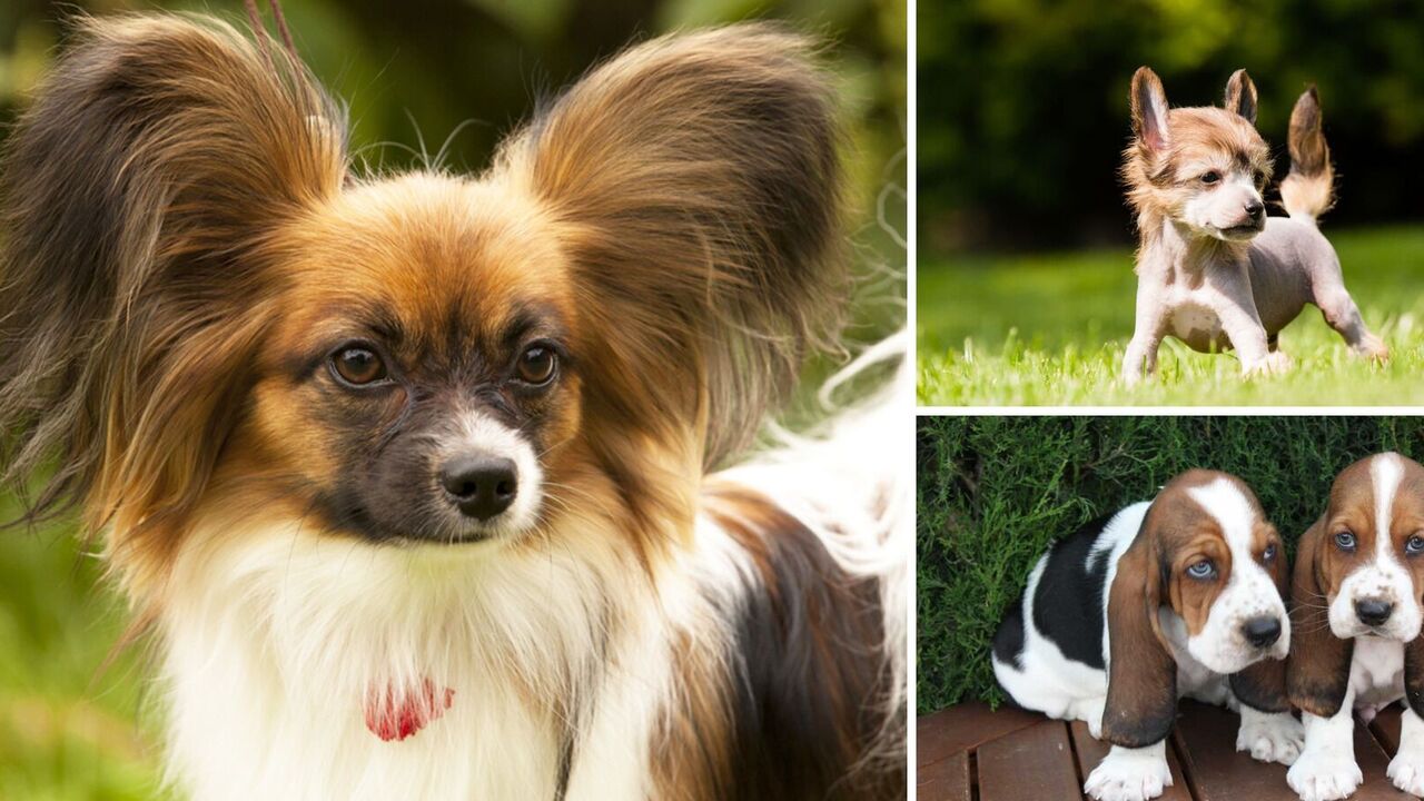 Which dogs are the funniest: breeds that are sure to cheer up kids