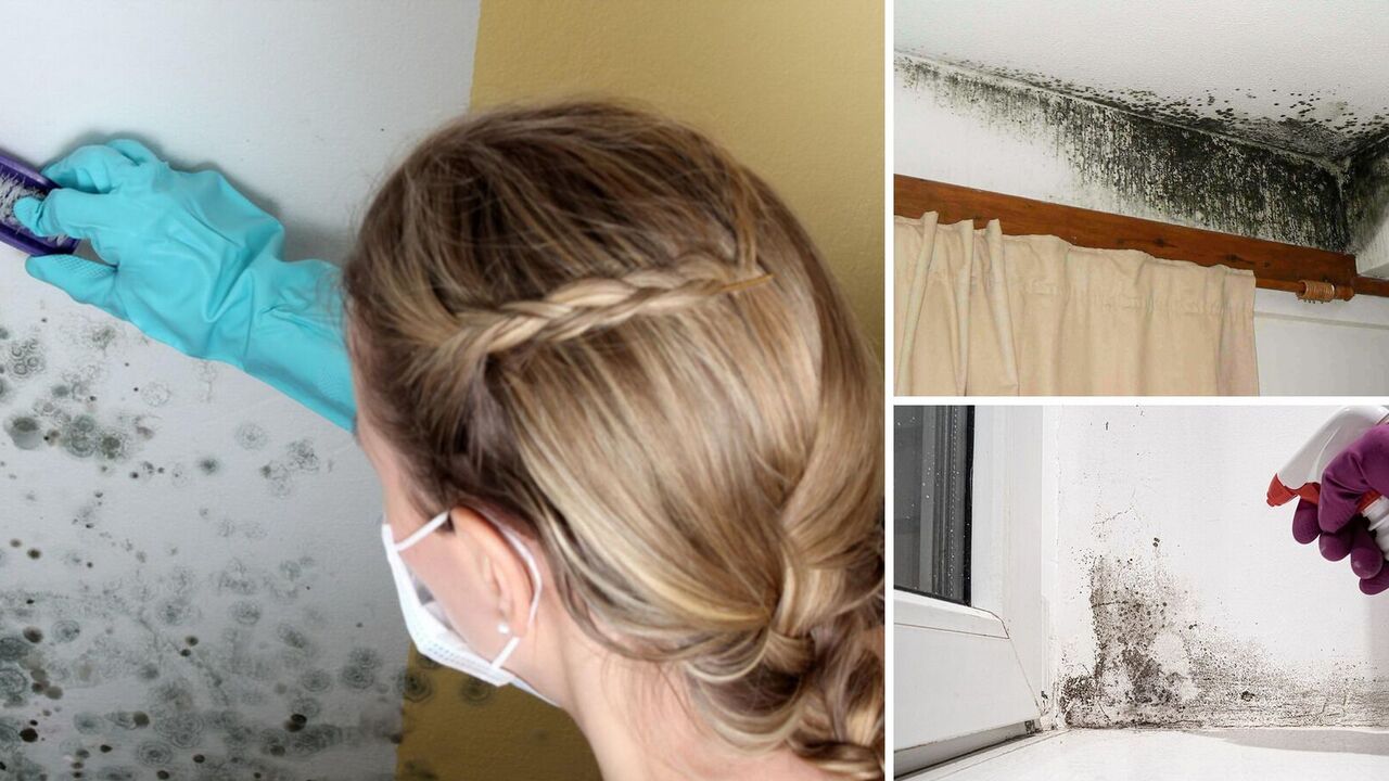 How to get rid of mold: the best home method