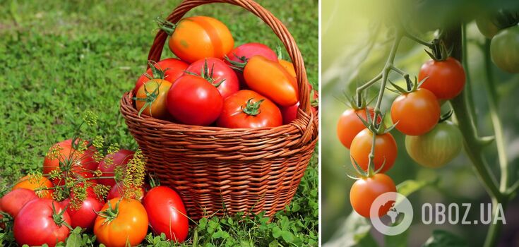 Why cut the leaves off tomatoes: how to get a faster, record-breaking harvest