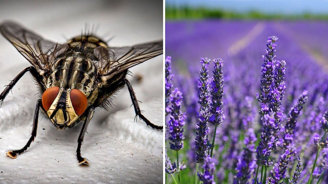 How to chase flies out of the house: the French way