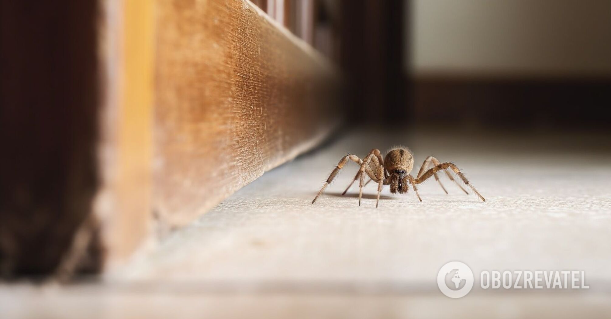 How to protect your home from spiders and ants without chemicals: a barrier method that will cost a pretty penny